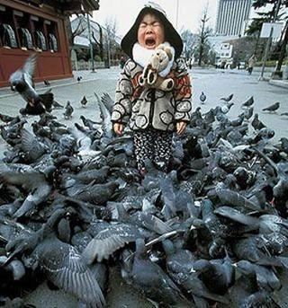 Pigeons_avec_une_petite_fille_larme